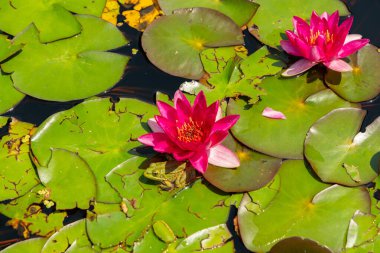 Zürih, İsviçre, 21 Temmuz 2024 Nymphaea Froebelii bitkisi botanik bahçesinde.