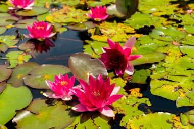 Zürih, İsviçre, 21 Temmuz 2024 Nymphaea Froebelii bitkisi botanik bahçesinde.