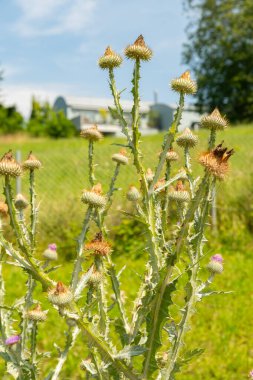 Zurich, Switzerland, July 21, 2024 Onopordum Acanthium or cotton thistle plant at the botanical garden clipart