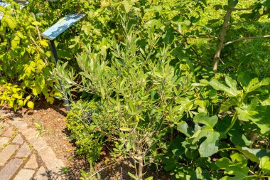 Zürih, İsviçre, 21 Temmuz 2024 Olea Europaea veya botanik bahçesindeki zeytin bitkisi