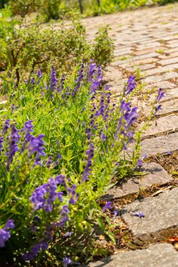 Zurich, Switzerland, July 21, 2024 Scutellaria Baicalensis or baikal skullcap plant at the botanical garden clipart