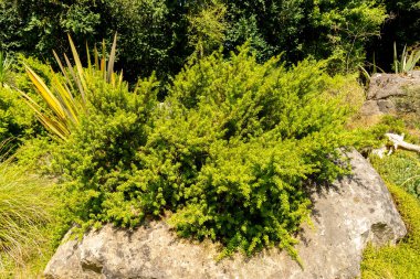 Zürih, İsviçre, 21 Temmuz 2024 Podocarpus Lawrencei veya botanik bahçesindeki errinundra erik çam bitkisi