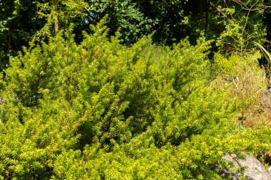 Zürih, İsviçre, 21 Temmuz 2024 Podocarpus Lawrencei veya botanik bahçesindeki errinundra erik çam bitkisi