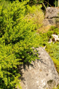 Zürih, İsviçre, 21 Temmuz 2024 Podocarpus Lawrencei veya botanik bahçesindeki errinundra erik çam bitkisi