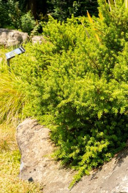 Zürih, İsviçre, 21 Temmuz 2024 Podocarpus Lawrencei veya botanik bahçesindeki errinundra erik çam bitkisi