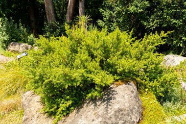 Zürih, İsviçre, 21 Temmuz 2024 Podocarpus Lawrencei veya botanik bahçesindeki errinundra erik çam bitkisi