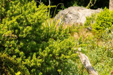 Zürih, İsviçre, 21 Temmuz 2024 Podocarpus Lawrencei veya botanik bahçesindeki errinundra erik çam bitkisi