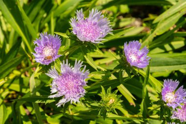 Zurich, Switzerland, July 21, 2024 Stokesia Laevis or stokes aster plant at the botanical garden clipart