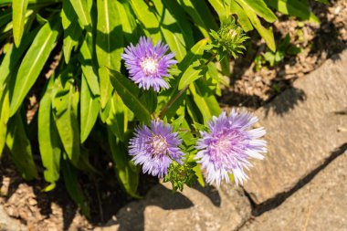 Zurich, Switzerland, July 21, 2024 Stokesia Laevis or stokes aster plant at the botanical garden clipart