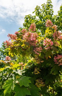 Zürih, İsviçre, 21 Temmuz 2024 Botanik Bahçesindeki Hydrangea Aspera Bitkisi