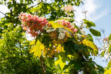 Zürih, İsviçre, 21 Temmuz 2024 Botanik Bahçesindeki Hydrangea Aspera Bitkisi