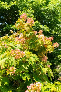 Zürih, İsviçre, 21 Temmuz 2024 Botanik Bahçesindeki Hydrangea Aspera Bitkisi