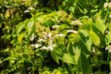 Zürih, İsviçre, 21 Temmuz 2024 Hydrangea Paniklemesi veya botanik bahçesindeki paniklenmiş ortanca bitkisi