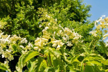 Zürih, İsviçre, 21 Temmuz 2024 Hydrangea Paniklemesi veya botanik bahçesindeki paniklenmiş ortanca bitkisi
