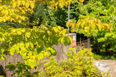 Zürih, İsviçre, 21 Temmuz 2024 Cornus Kousa veya botanik bahçesindeki Çin Dogwood bitkisi