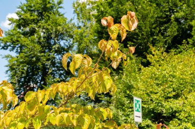 Zurich, Switzerland, July 21, 2024 Cornus Kousa or chinese dogwood plant at the botanical garden clipart