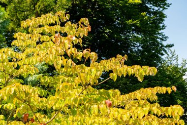 Zürih, İsviçre, 21 Temmuz 2024 Cornus Kousa veya botanik bahçesindeki Çin Dogwood bitkisi