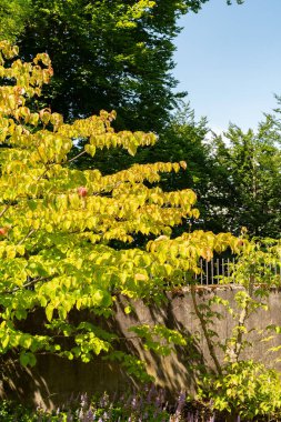 Zürih, İsviçre, 21 Temmuz 2024 Cornus Kousa veya botanik bahçesindeki Çin Dogwood bitkisi