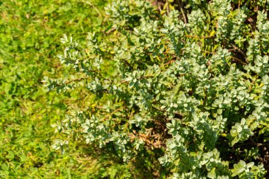 Zürih, İsviçre, 21 Temmuz 2024 Veronica Allanii bitkisi botanik bahçesinde