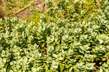 Zürih, İsviçre, 21 Temmuz 2024 Veronica Allanii bitkisi botanik bahçesinde