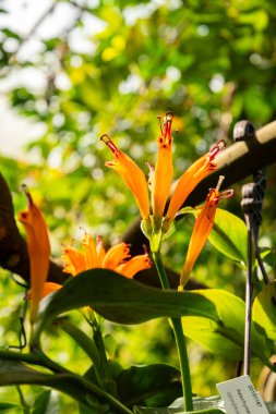 Zürih, İsviçre, 21 Temmuz 2024 Aeschynanthus veya botanik bahçesindeki ruj bitkisi