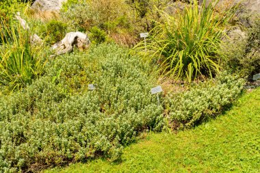 Zürih, İsviçre, 21 Temmuz 2024 Veronica Allanii bitkisi botanik bahçesinde