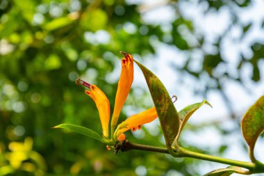 Zürih, İsviçre, 21 Temmuz 2024 Aeschynanthus veya botanik bahçesindeki ruj bitkisi