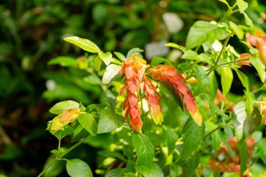 Zurich, Switzerland, July 21, 2024 Justicia Brandegeeana or mexican shrimp plant at the botanical garden clipart