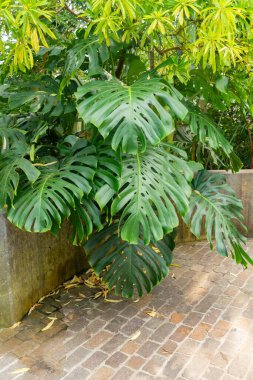 Zürih, İsviçre, 21 Temmuz 2024 Canavar Deliciosa veya botanik bahçesindeki İsviçre peyniri fabrikası