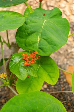 Zurich, Switzerland, July 21, 2024 Jatropha Podagrica or gout plant at the botanical garden clipart