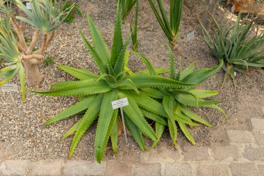 Zürih, İsviçre, 21 Temmuz 2024 Aloe Secundiflora bitkisi botanik bahçesinde.