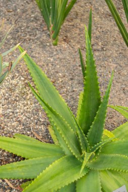 Zürih, İsviçre, 21 Temmuz 2024 Aloe Secundiflora bitkisi botanik bahçesinde.