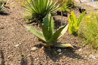 Zürih, İsviçre, 21 Temmuz 2024 Agave Salmiana veya botanik bahçesindeki maguey pulquero fabrikası