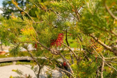 Zürih, İsviçre, 21 Temmuz 2024 Calothamnus Quadrifidus ya da botanik bahçesindeki bir şişe çalı fabrikası