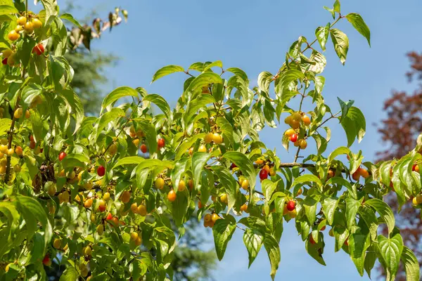 Zürih, İsviçre, 21 Temmuz 2024 Cornus Mas veya botanik bahçesindeki Cornelian kiraz ağacı bitkisi