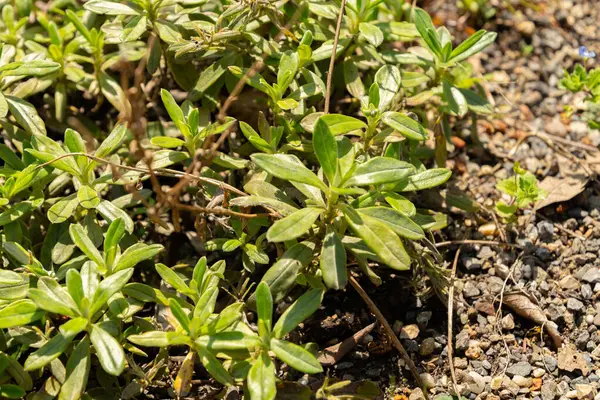 stock image Zurich, Switzerland, July 21, 2024 Lithodora Oleifolia plant at the botanical garden