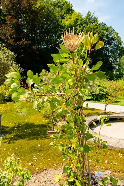 stock image Zurich, Switzerland, July 21, 2024 Protea Cynaroides or king protea plant at the botanical garden