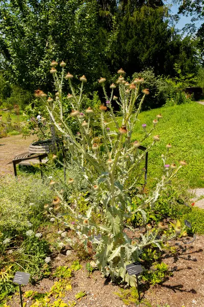 stock image Zurich, Switzerland, July 21, 2024 Onopordum Acanthium or cotton thistle plant at the botanical garden