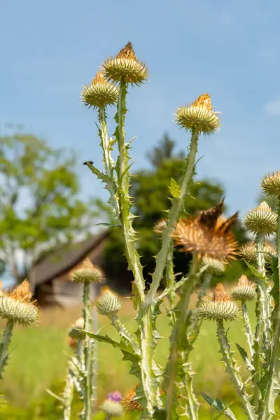 stock image Zurich, Switzerland, July 21, 2024 Onopordum Acanthium or cotton thistle plant at the botanical garden