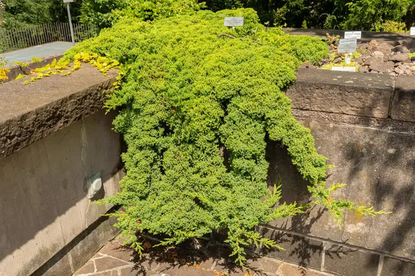 stock image Zurich, Switzerland, July 21, 2024 Juniperus Procumbens or evergreen conifer plant at the botanical garden