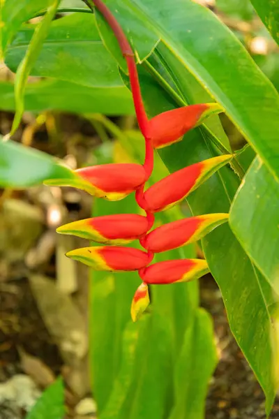 stock image Zurich, Switzerland, July 21, 2024 Heliconia Psittacorum or parrots beak plant at the botanical garden