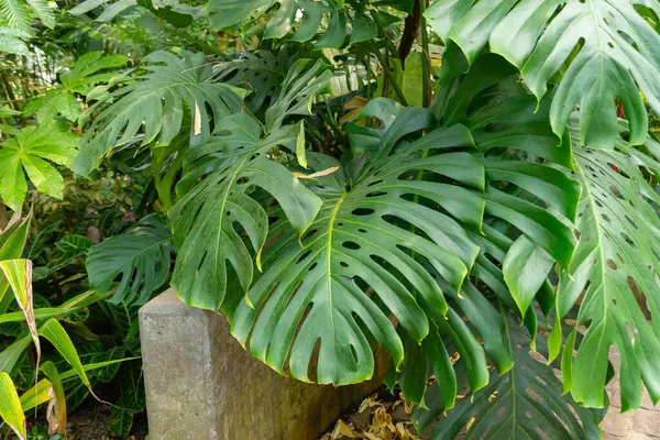 stock image Zurich, Switzerland, July 21, 2024 Monstera Deliciosa or swiss cheese plant at the botanical garden