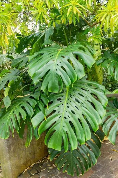 Stock image Zurich, Switzerland, July 21, 2024 Monstera Deliciosa or swiss cheese plant at the botanical garden