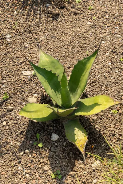 stock image Zurich, Switzerland, July 21, 2024 Agave Salmiana or maguey pulquero plant at the botanical garden