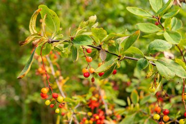 Saint Gallen, İsviçre, 17 Ağustos 2024 Berberis Koreana veya botanik bahçesindeki Kore böğürtlen bitkisi