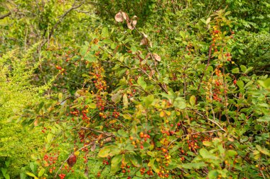 Saint Gallen, İsviçre, 17 Ağustos 2024 Berberis Koreana veya botanik bahçesindeki Kore böğürtlen bitkisi