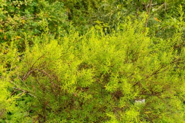 Saint Gallen, İsviçre, 17 Ağustos 2024 Spiraea Thunbergii veya Thunberg spiraea bitkisi botanik bahçesinde.