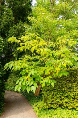 Saint Gallen, İsviçre, 17 Ağustos 2024 Broussonetia Papyrifera veya botanik bahçesindeki kağıt dut bitkisi