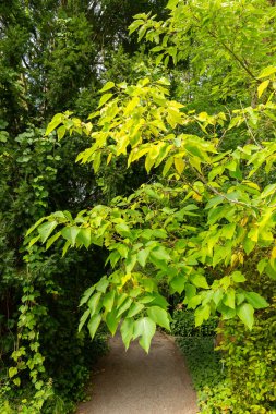 Saint Gallen, İsviçre, 17 Ağustos 2024 Broussonetia Papyrifera veya botanik bahçesindeki kağıt dut bitkisi