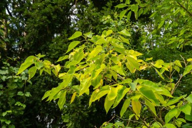 Saint Gallen, İsviçre, 17 Ağustos 2024 Broussonetia Papyrifera veya botanik bahçesindeki kağıt dut bitkisi